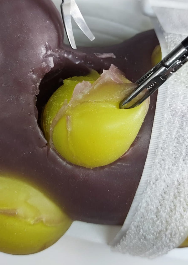 PARTIAL NEPHRECTOMY TRAINING KIT